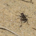 Du?nen-Sandlaufka?fer (Cicindela hybrida)