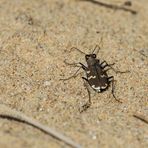 Du?nen-Sandlaufka?fer (Cicindela hybrida)