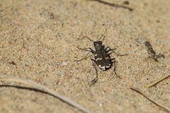 Du?nen-Sandlaufka?fer (Cicindela hybrida)