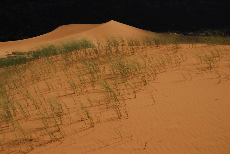 Dunes and Gras
