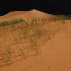 Dunes and Gras