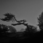 Dunes dans les brumes