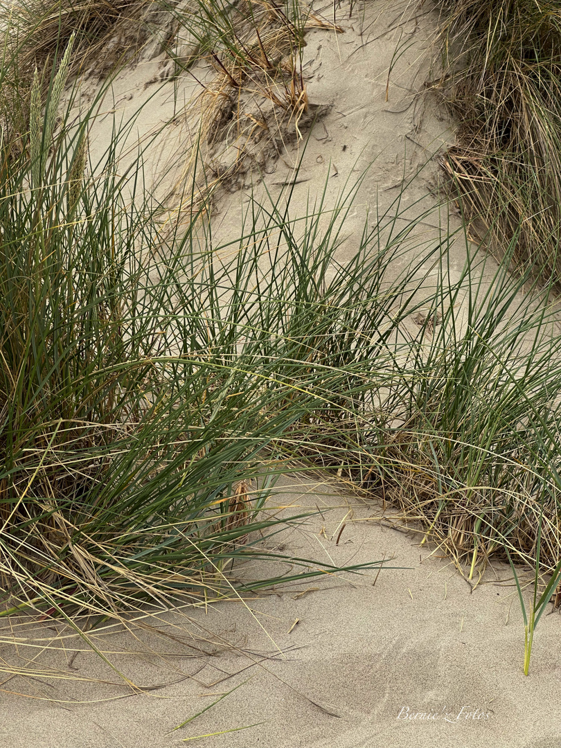 Dunes de sable