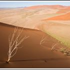 Dunes, desert du Namib