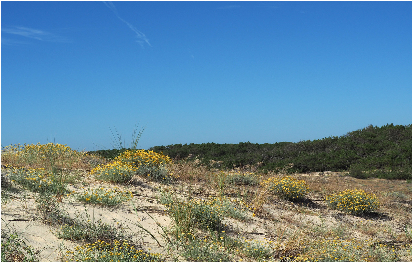 Dunes et forêt