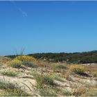 Dunes et forêt