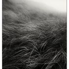 Dunes in Fog