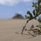 dunes in move