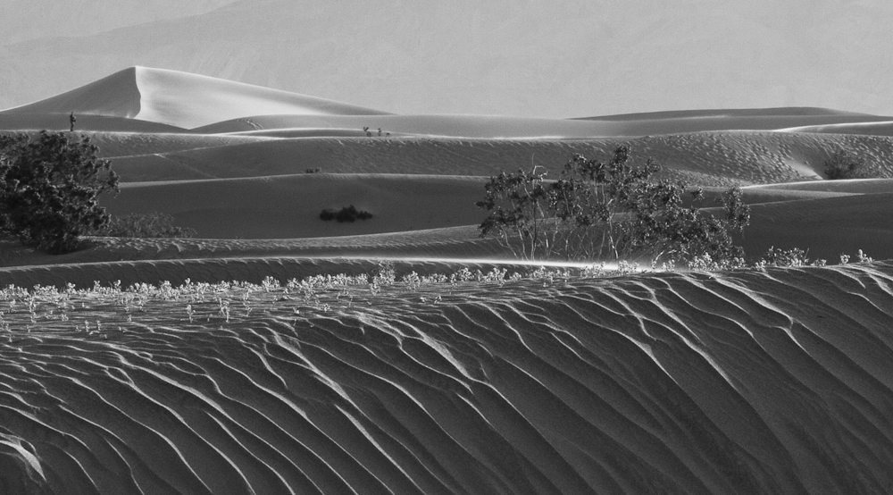 Dunes in the Desert