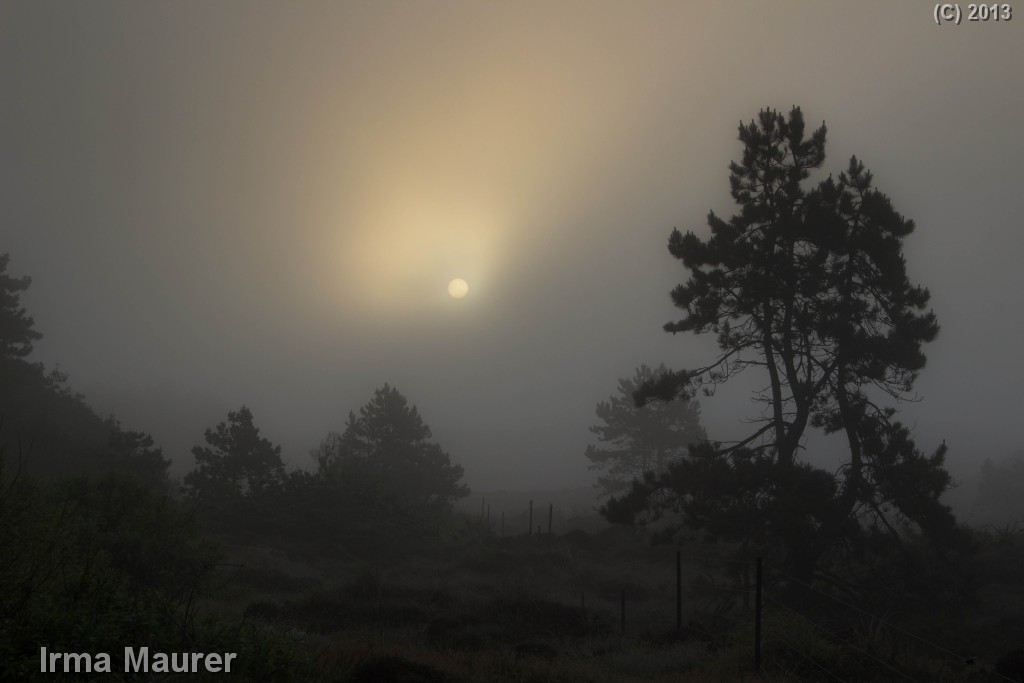 dunes in the morning