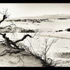 Dunes Jericoacoara