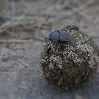 Dung Beatle, Scarabäus, Mistkäfer, Pillendreher......