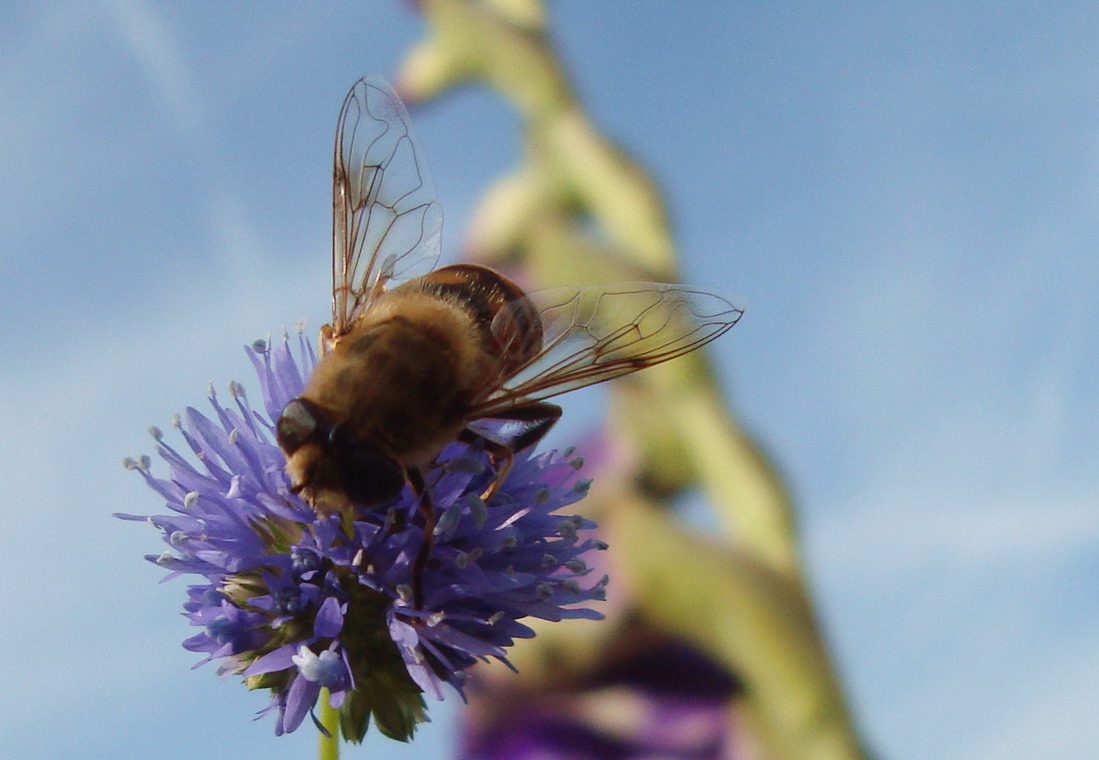 dung bee