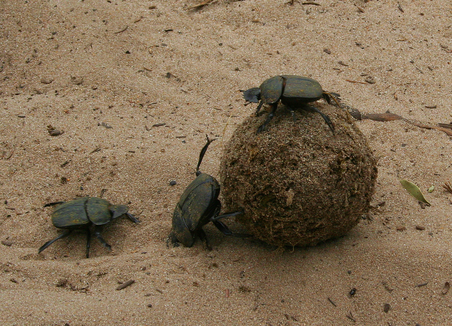 dung beetle