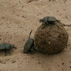 dung beetle