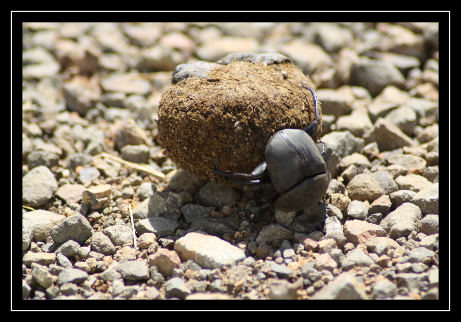 Dung Beetle