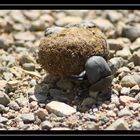 Dung Beetle