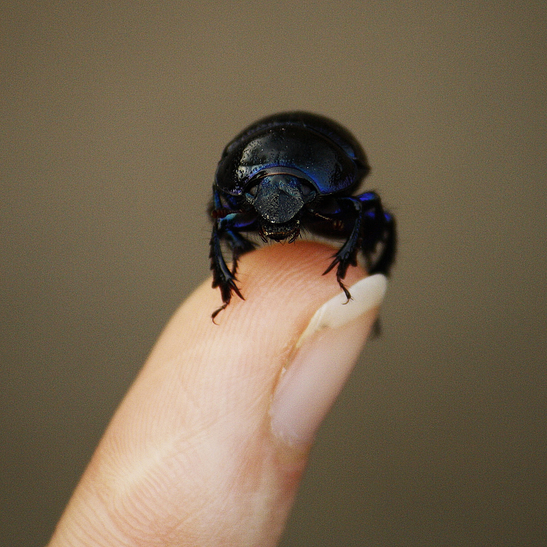 dung beetle