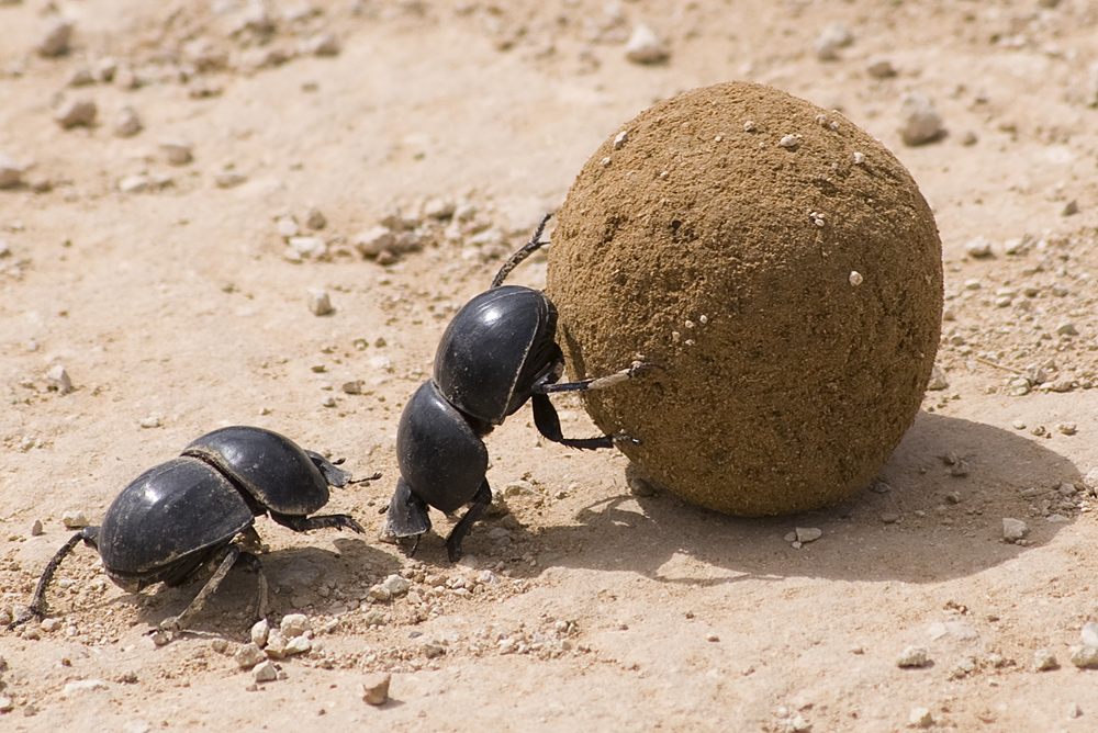 Dung Beetles (Mistkäfer)