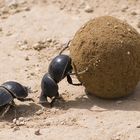 Dung Beetles (Mistkäfer)