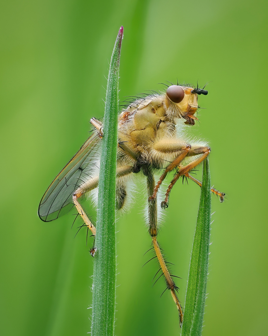 Dungfliege auf dem Wegnach oben