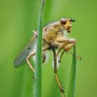 Dungfliege auf dem Wegnach oben