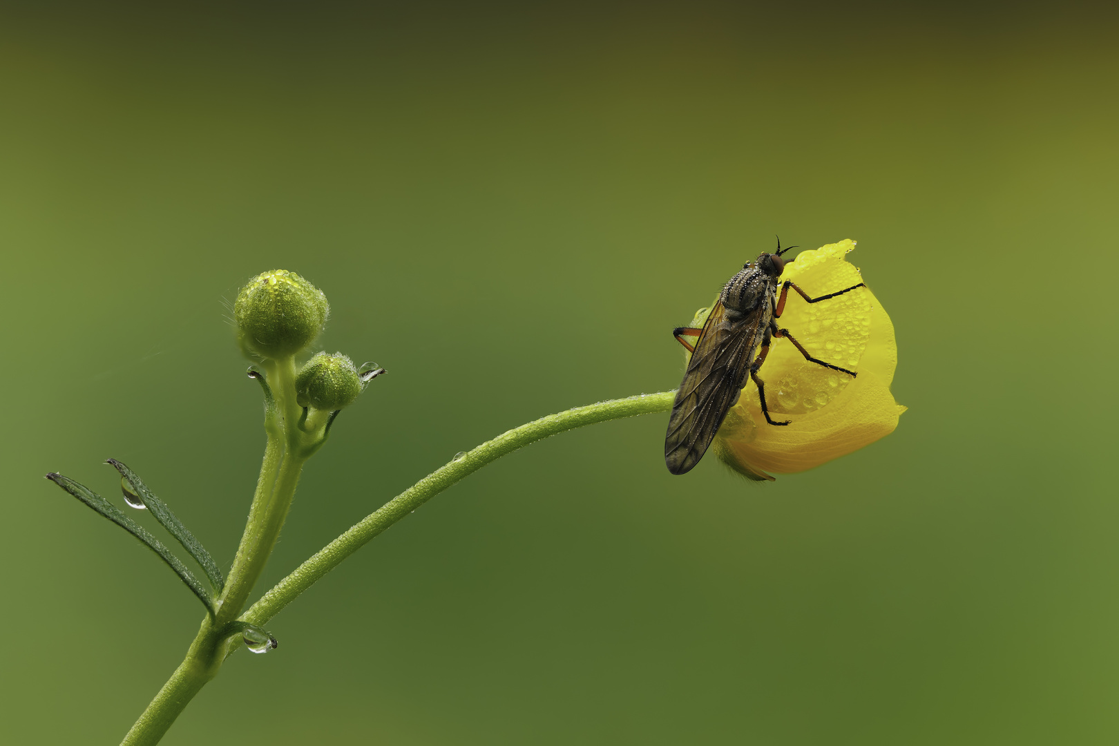 Dungfliege auf einer Hahnenfußblüte