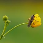 Dungfliege auf einer Hahnenfußblüte