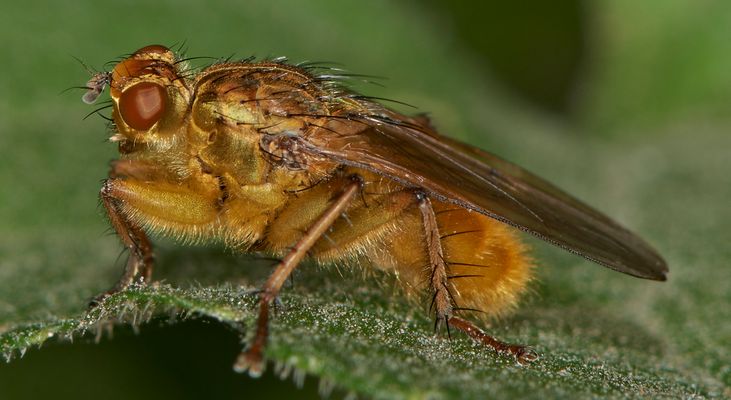 Dungfliege
