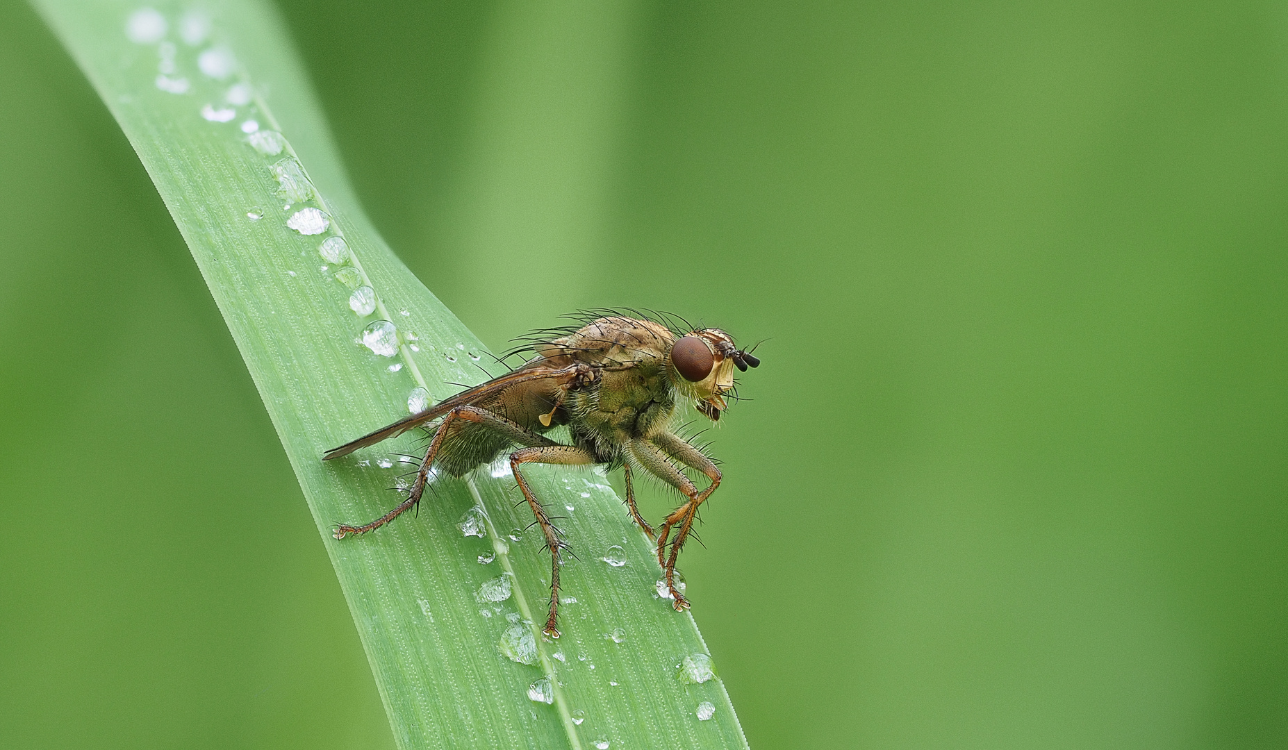 Dungfliege im Gras