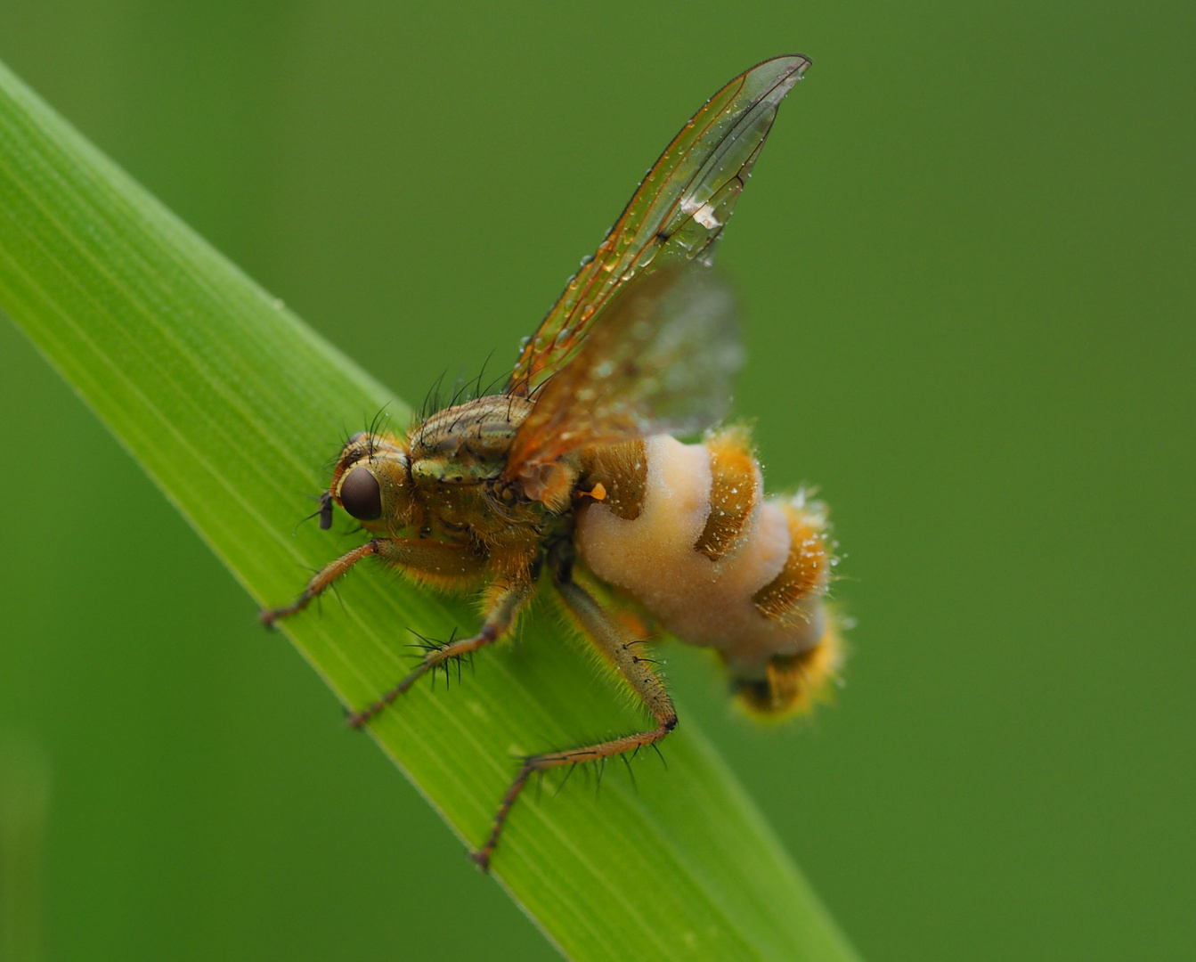 Dungfliege mit Fliegentöterpilz