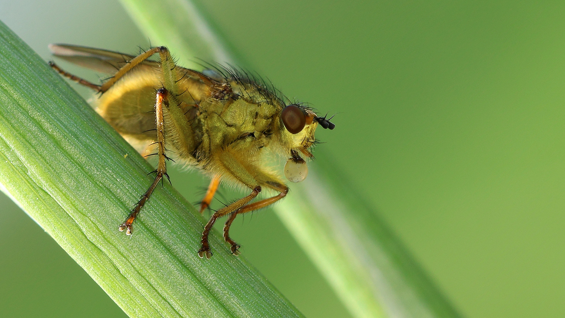 Dungfliege mit Verdauungsblase