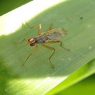 Dungfliege Norellia spinipes auf Osterglocke