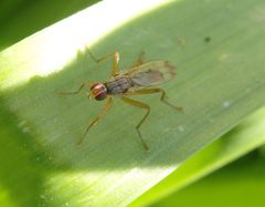 Dungfliege Norellia spinipes auf Osterglocke