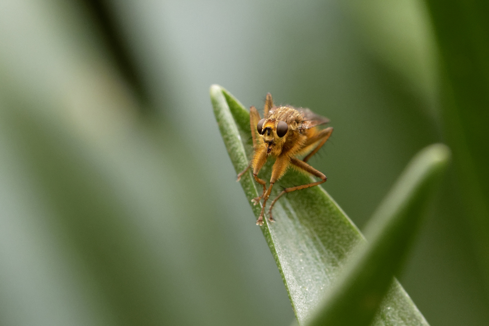 Dungfliege (Scathophaga stercoraria)