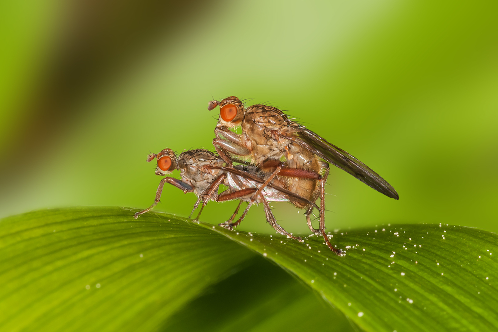 Dungfliegen bei zärtlichem beieinander