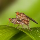 Dungfliegen bei zärtlichem beieinander