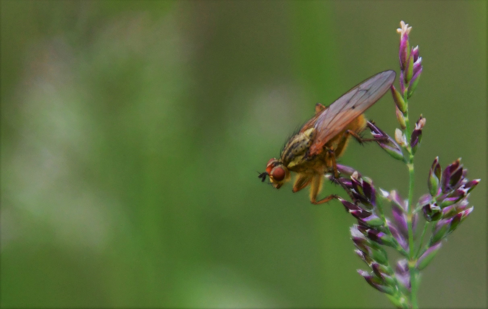 Dungfliegen (Scathophagidae)