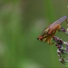 Dungfliegen (Scathophagidae)