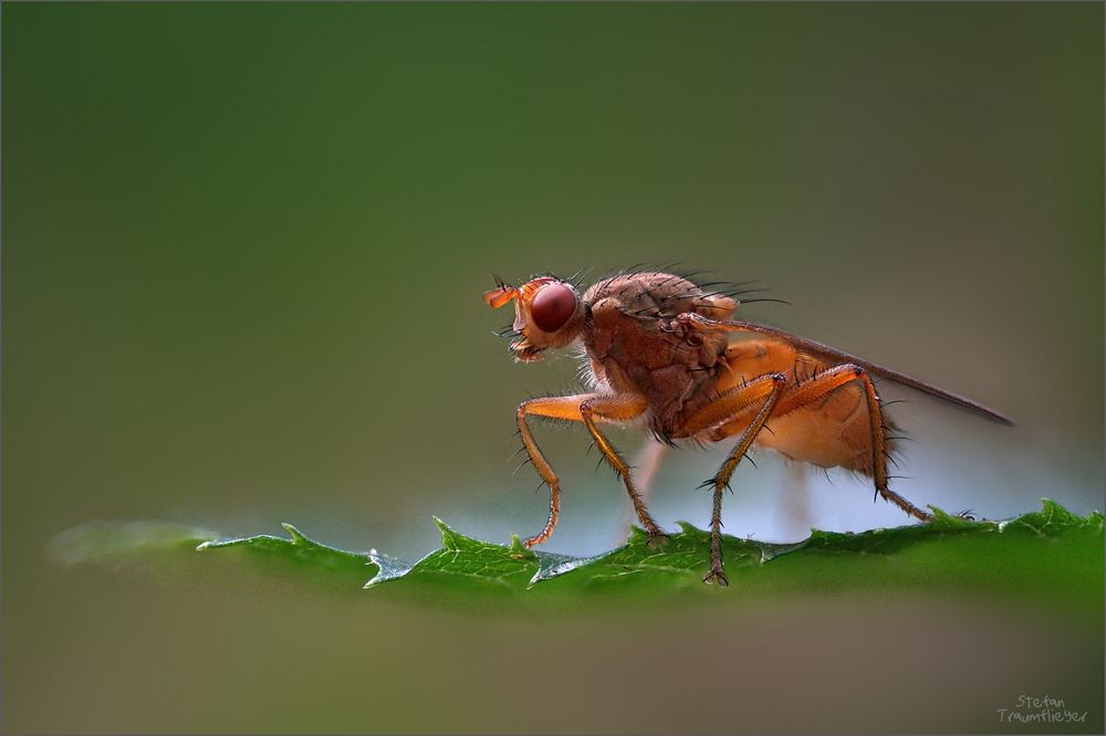 dungfliege_sachsenwald