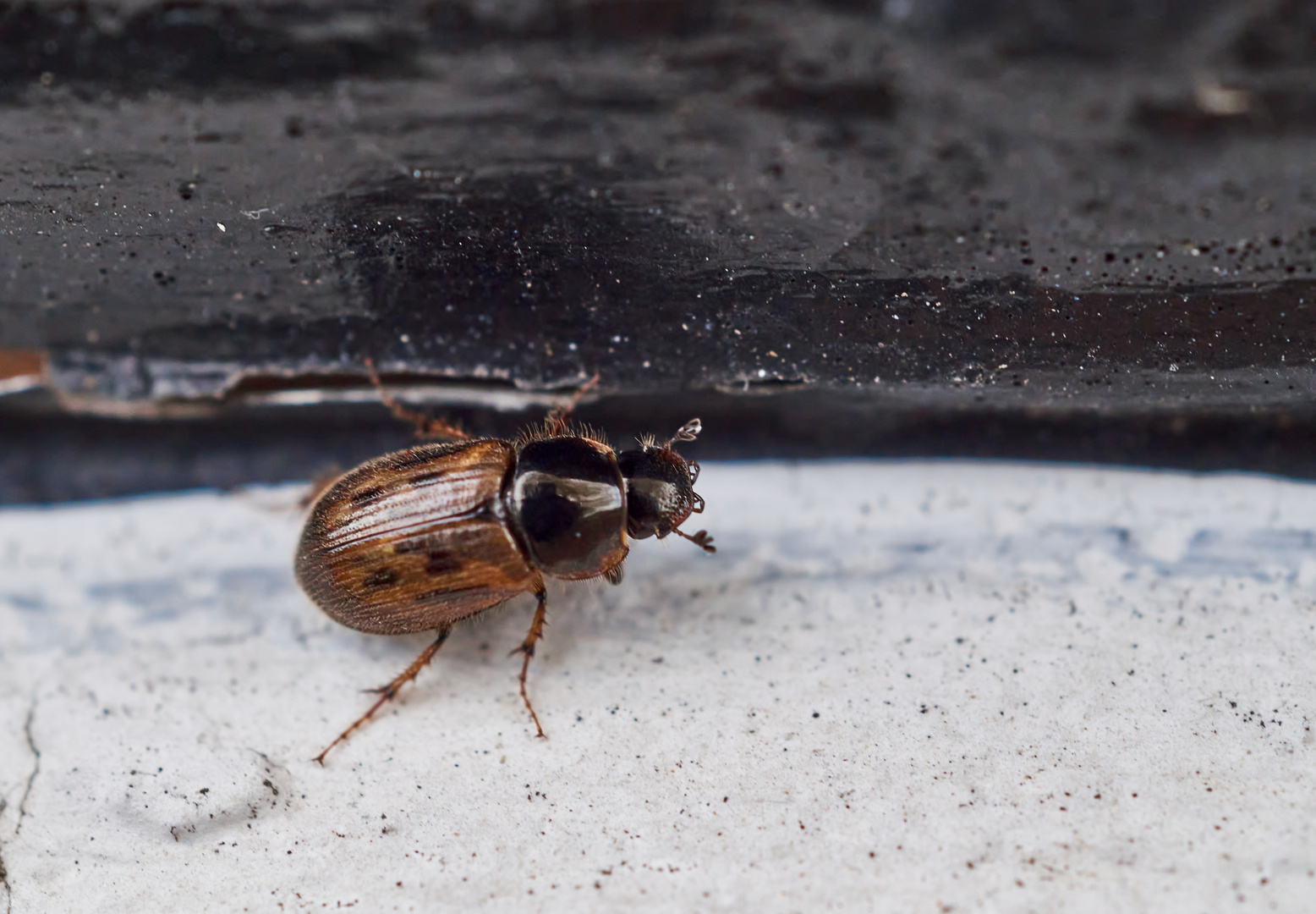 Dungkäfer (Aphodius obliteratus)