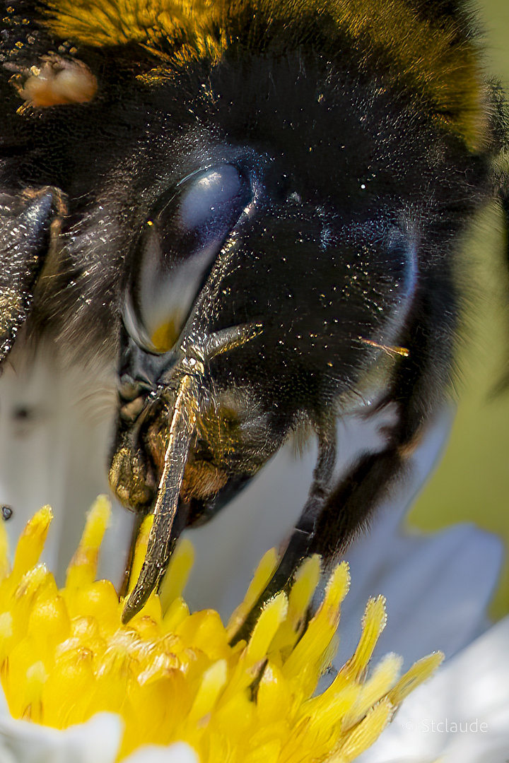 Dungkele Erdhummel