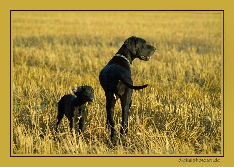 Dunja & Bakira