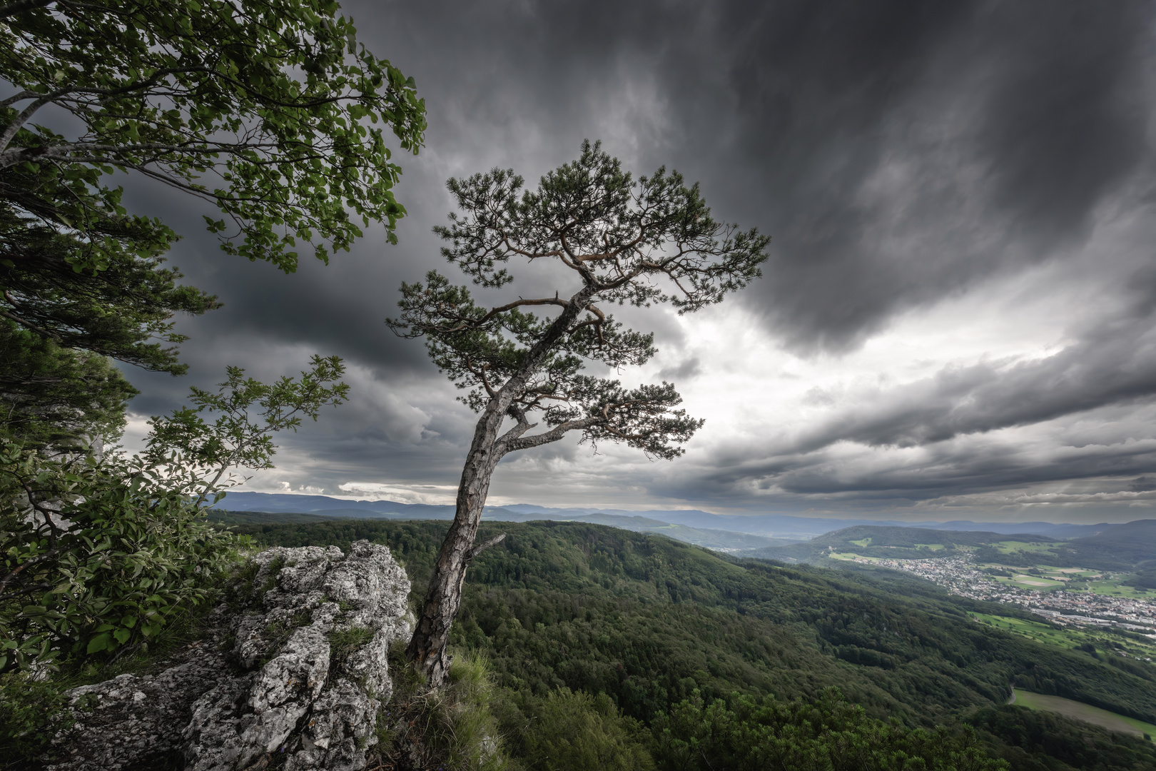 Dunkel... Foto & Bild europe, schweiz & liechtenstein, pflanzen