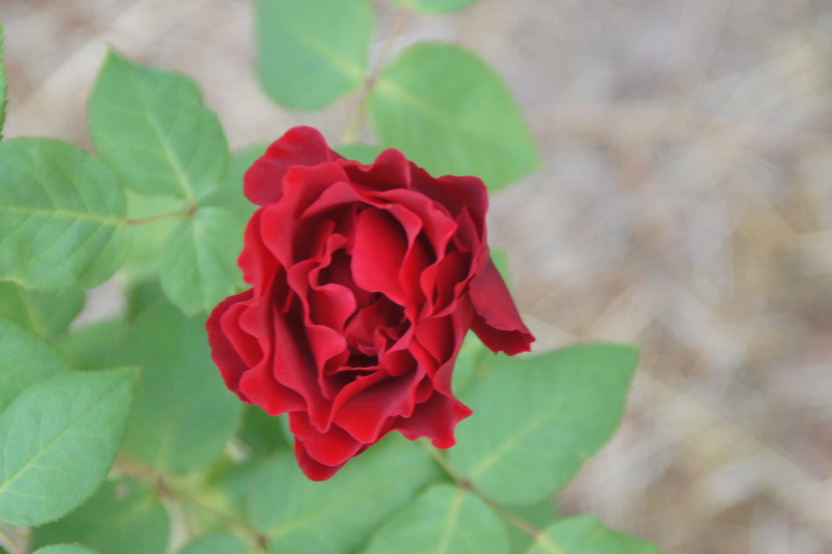 Dunkel Rote Rose 