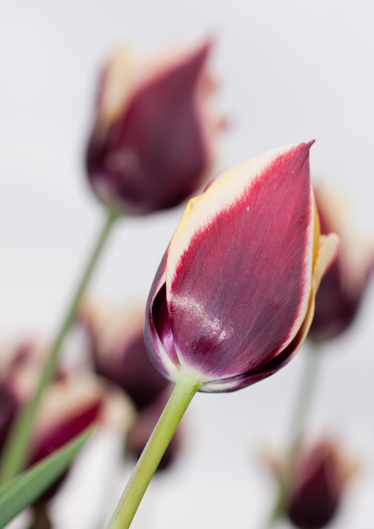 dunkel rote Tulpen