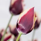 dunkel rote Tulpen