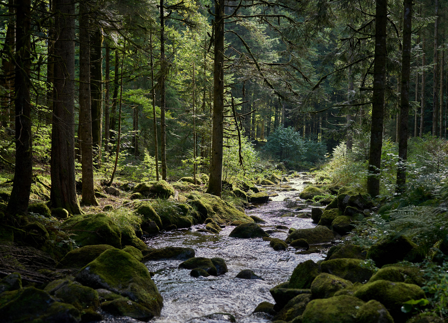 Dunkel und Licht