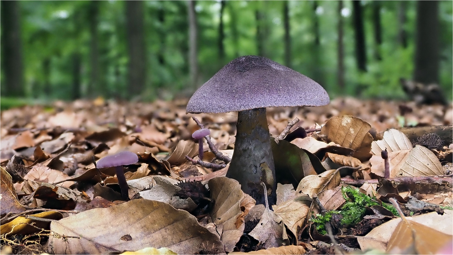 Dunkel violette Schleierlinge eingebettet im Herbstlaub  .....