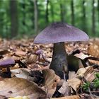 Dunkel violette Schleierlinge eingebettet im Herbstlaub  .....